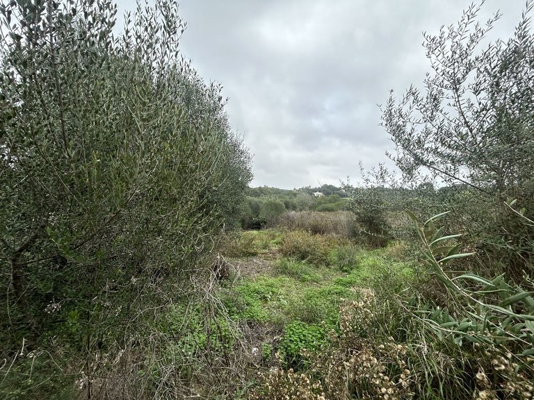 Plot for Sale in Sotogrande Alto, Cadiz 9