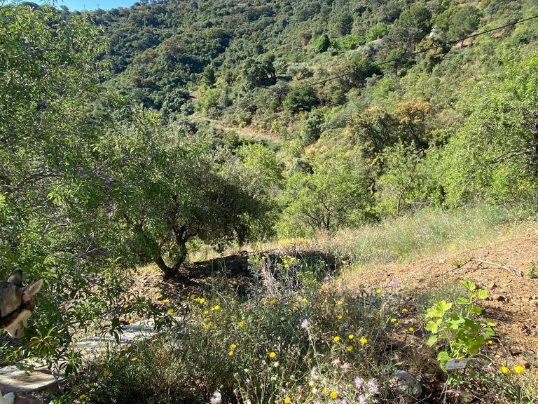 Villa for Sale in Montes De Málaga, Malaga 83