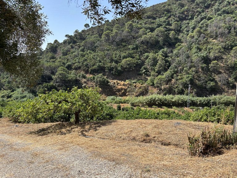 Plot for Sale in El Padron, Malaga 15