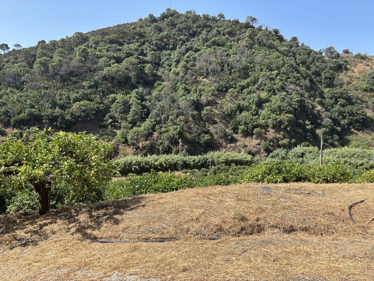 Plot for Sale in El Padron, Malaga 17