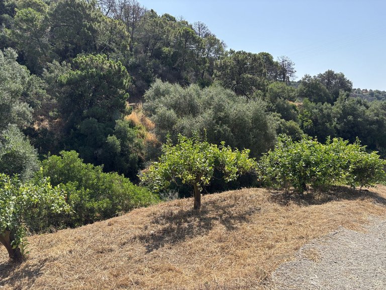 Plot for Sale in El Padron, Malaga 18