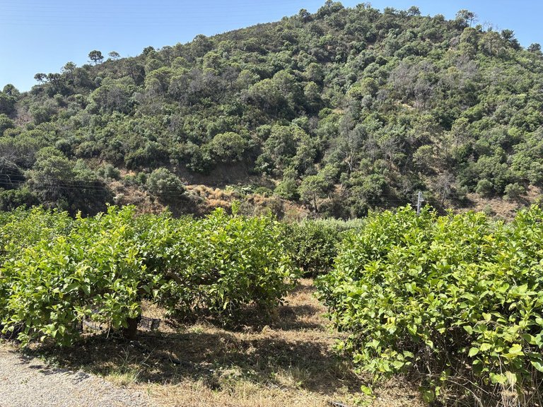 Plot for Sale in El Padron, Malaga 19