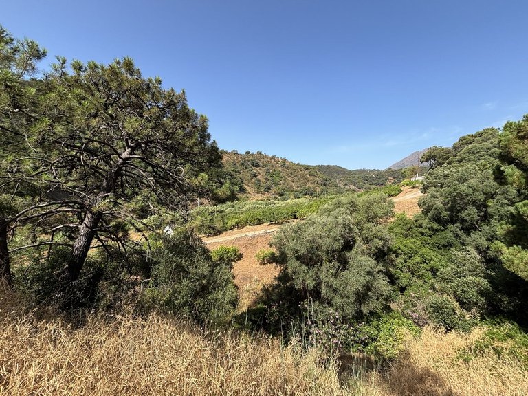 Plot for Sale in El Padron, Malaga 2