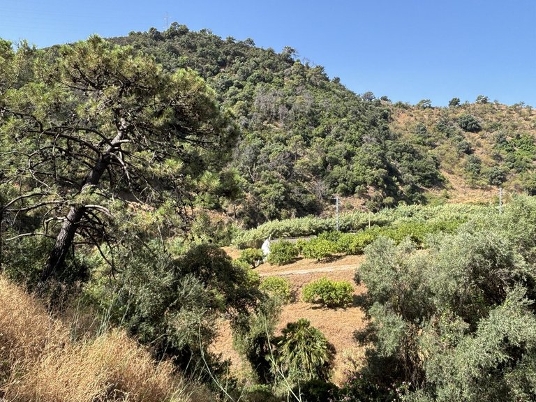 Plot for Sale in El Padron, Malaga 3
