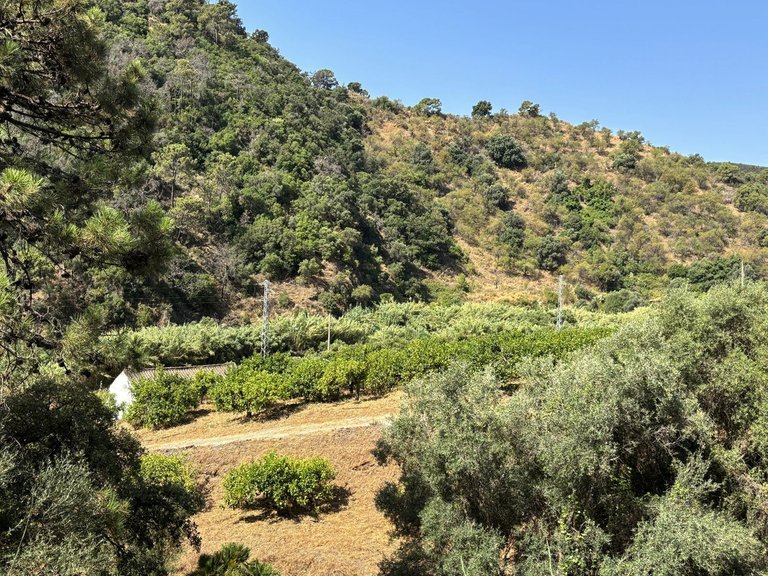 Plot for Sale in El Padron, Malaga 4