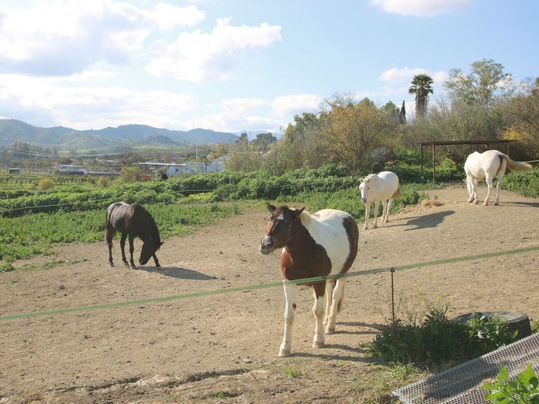 Villa for Sale in Coín, Malaga 70