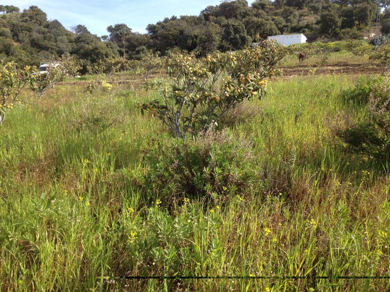 Plot for Sale in Estepona, Malaga 10