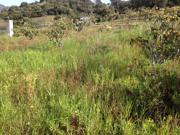 Plot for Sale in Estepona, Malaga 11