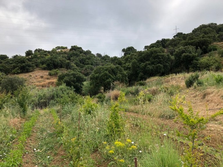 Plot for Sale in Estepona, Malaga 20