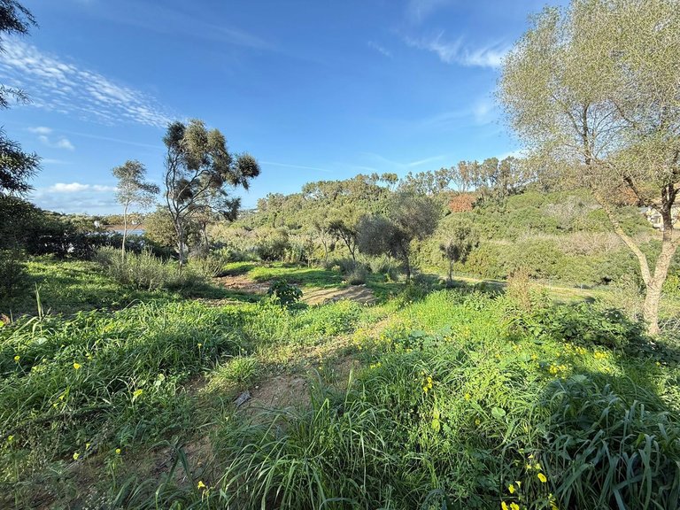 Plot for Sale in Sotogrande, Cadiz 8