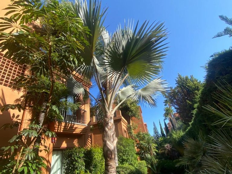 Apartment for Sale in Atalaya, Malaga 27