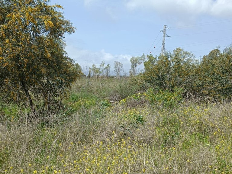 Plot for Sale in The Golden Mile, Malaga 4