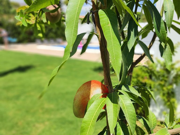 Villa for Sale in Estepona, Malaga 31