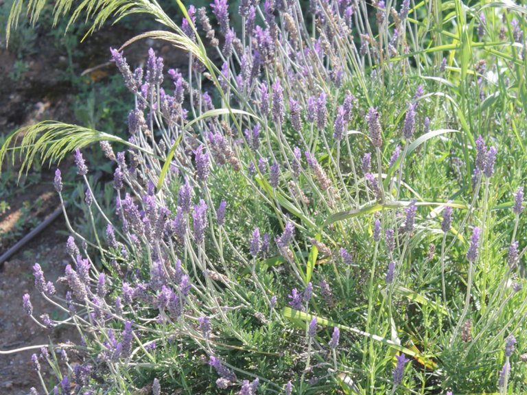 Villa for Sale in Alhaurín El Grande, Malaga 48