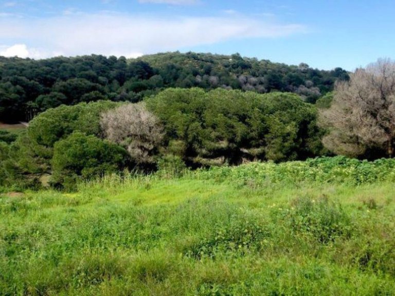 Plot for Sale in Sotogrande, Malaga 3