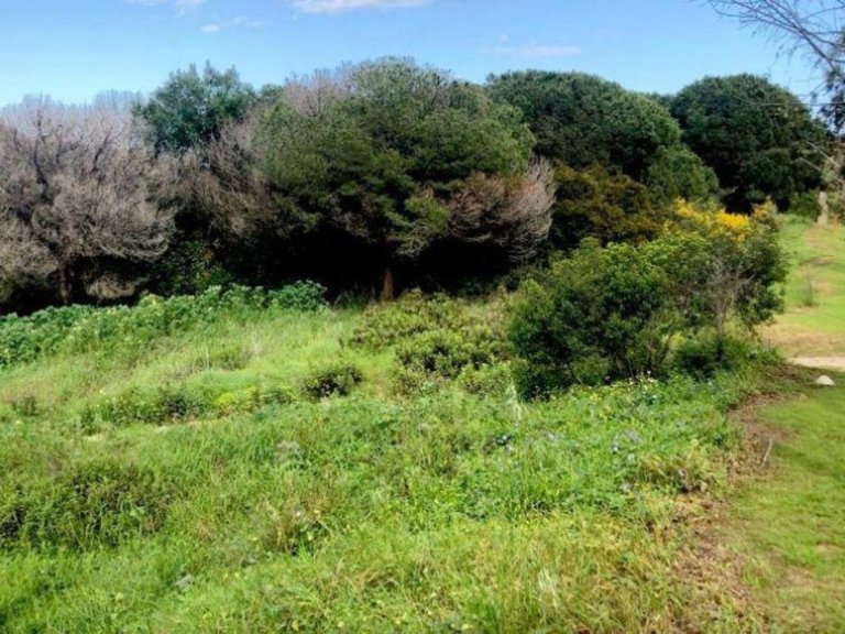 Plot for Sale in Sotogrande, Malaga 4
