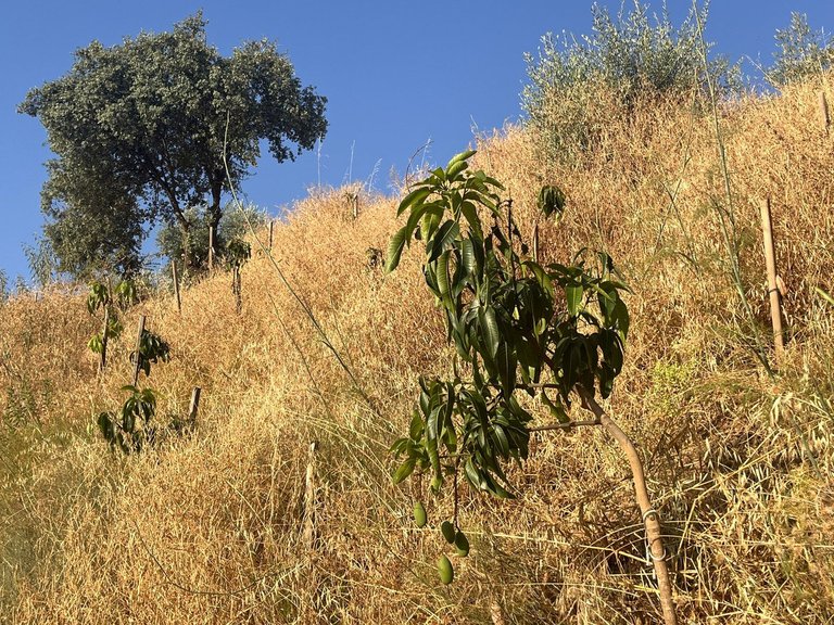 Plot for Sale in Alhaurín El Grande, Malaga 10