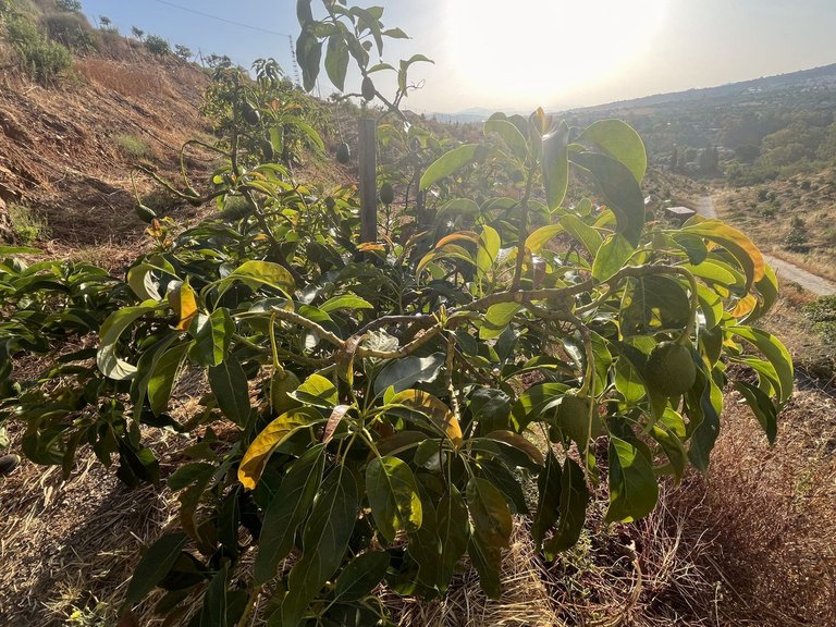 Plot for Sale in Alhaurín El Grande, Malaga 13