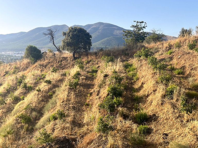 Plot for Sale in Alhaurín El Grande, Malaga 17
