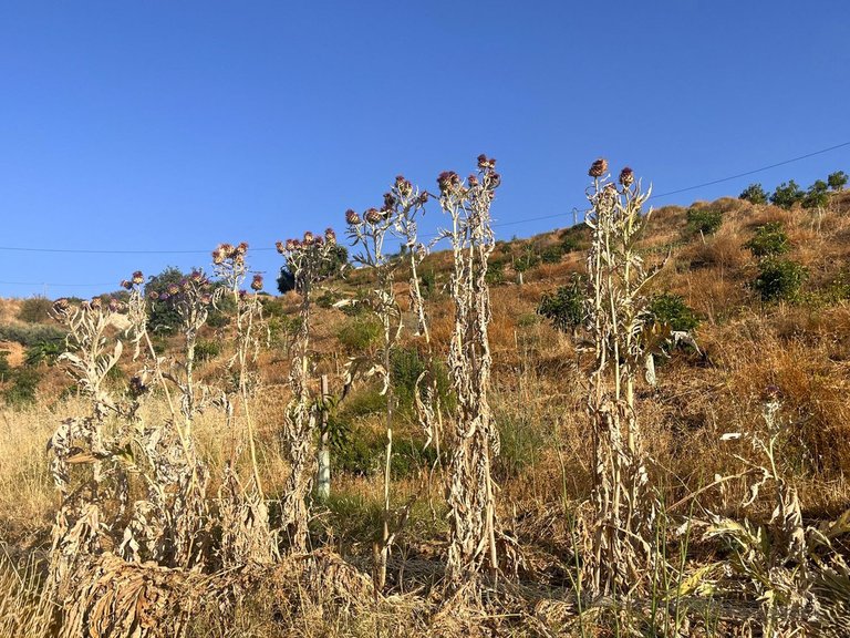 Plot for Sale in Alhaurín El Grande, Malaga 3