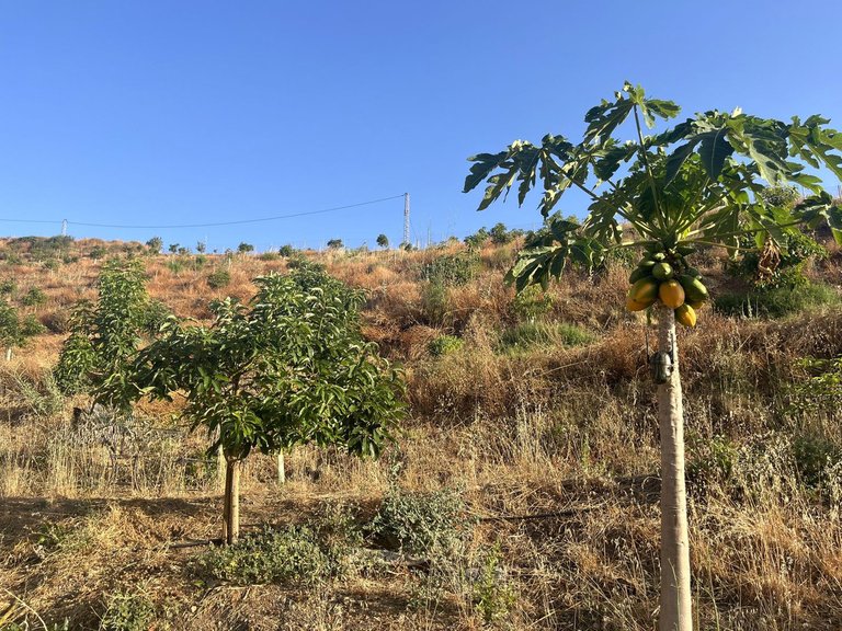 Plot for Sale in Alhaurín El Grande, Malaga 5