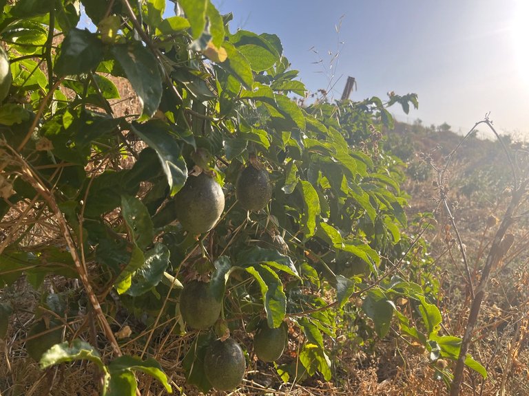 Plot for Sale in Alhaurín El Grande, Malaga 6