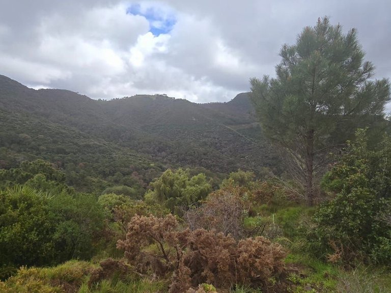 Plot for Sale in Benahavís, Malaga 13
