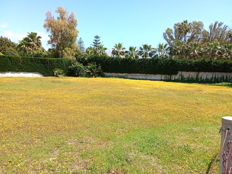 Plot for Sale in Guadalmina Baja, Malaga 1