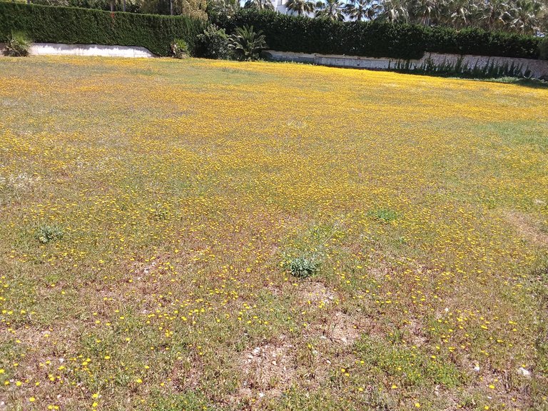 Plot for Sale in Guadalmina Baja, Malaga 3