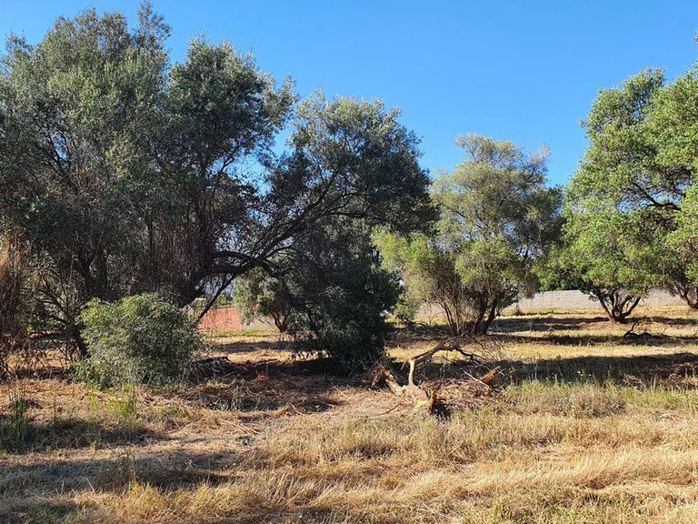 Plot for Sale in San Pedro De Alcántara, Malaga 1