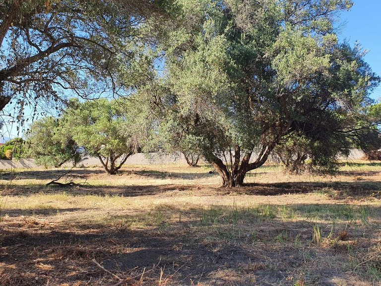 Plot for Sale in San Pedro De Alcántara, Malaga 5