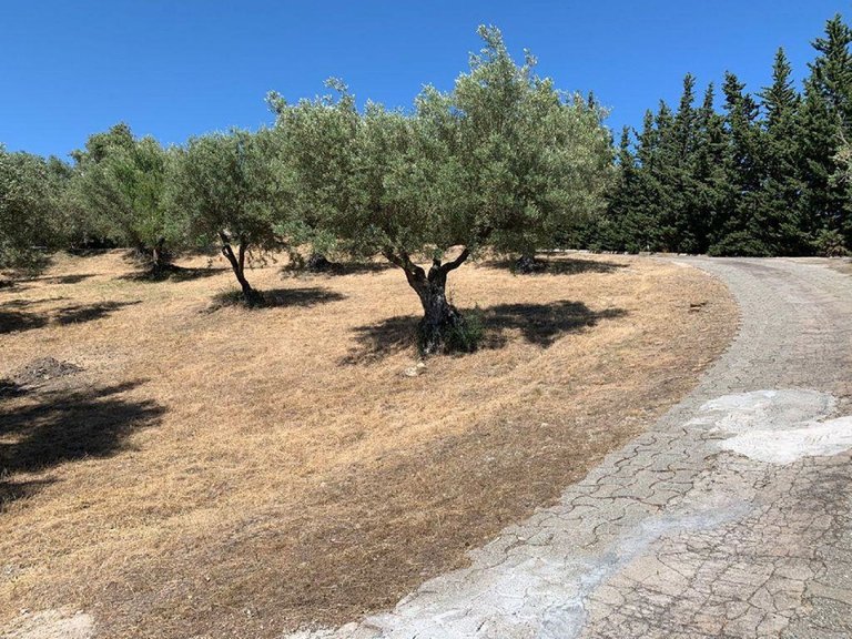 Plot for Sale in Elviria, Malaga 6