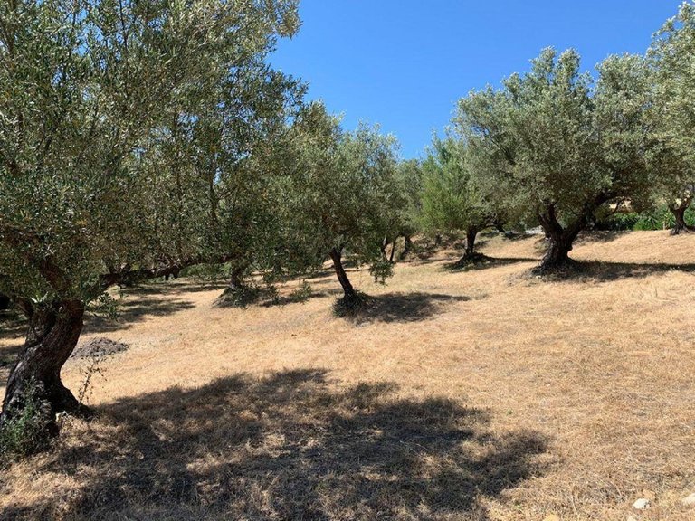 Plot for Sale in Elviria, Malaga 7