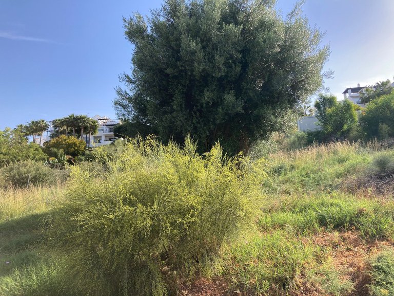 Plot for Sale in Benahavís, Malaga 2