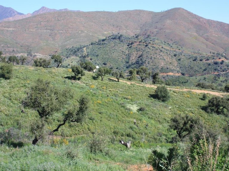 Plot for Sale in La Mairena, Malaga 8