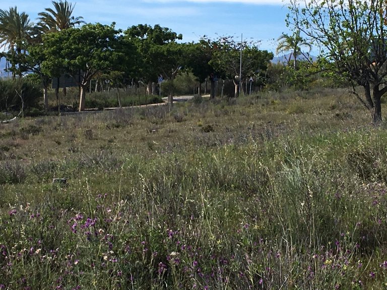 Plot for Sale in Cancelada, Malaga 2