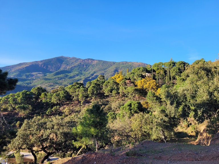 Plot for Sale in La Zagaleta, Malaga 3