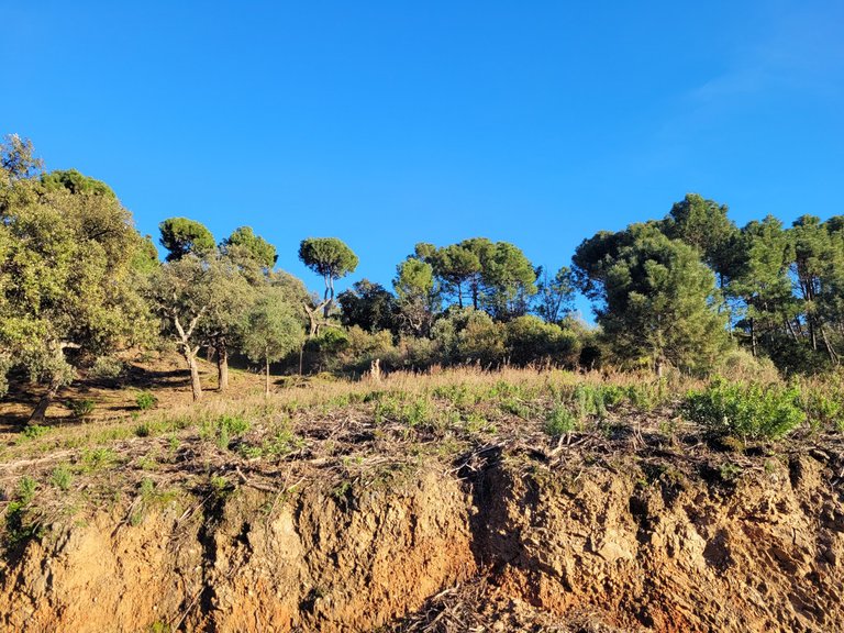 Plot for Sale in La Zagaleta, Malaga 6