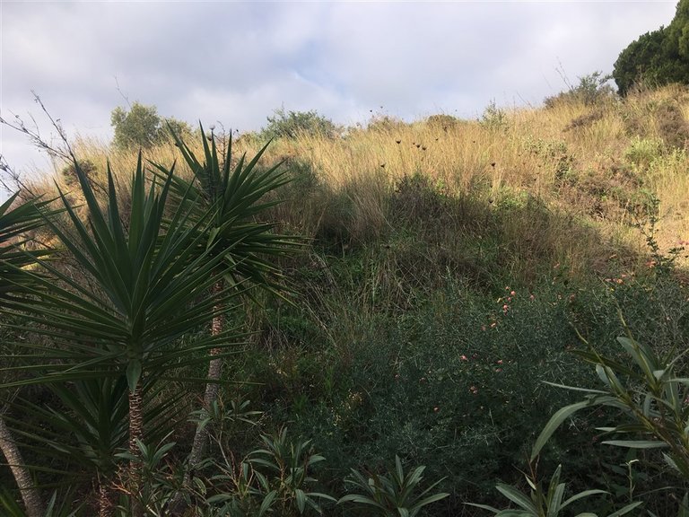 Plot for Sale in Mijas, Malaga 3