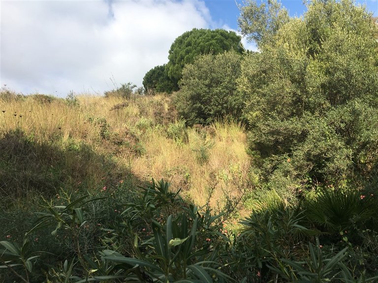 Plot for Sale in Mijas, Malaga 5