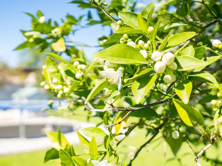 Villa à vendre à Dénia, Alicante 50