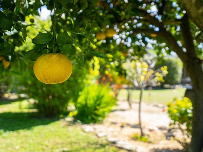 Villa à vendre à Dénia, Alicante 49