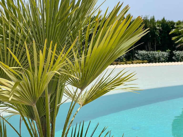 Villa for Sale in La Zagaleta, Benahavis, Malaga 43