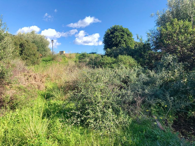 Plot for Sale  in Estepona, Malaga 6
