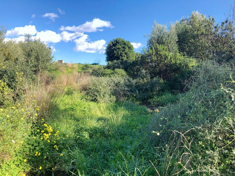 Plot for Sale  in Estepona, Malaga 6