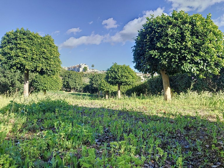 Plot for Sale  in Estepona, Malaga 1