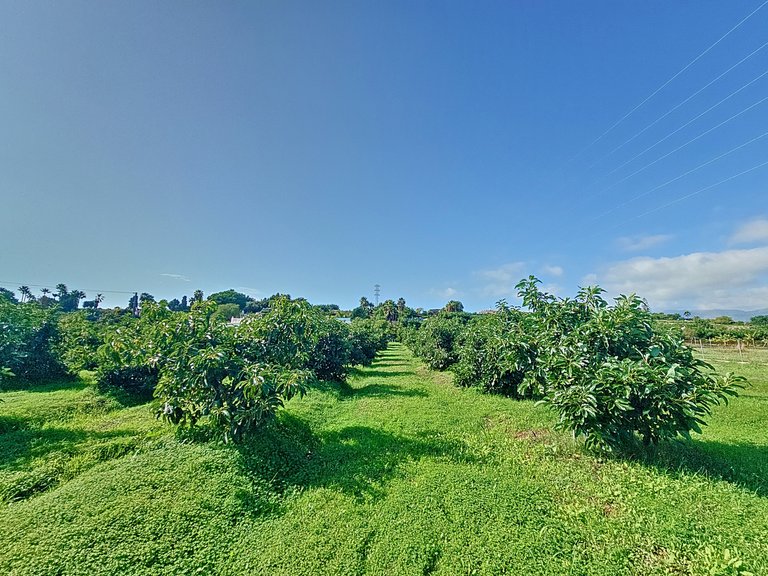 Country House for Sale  in Estepona, Malaga 29