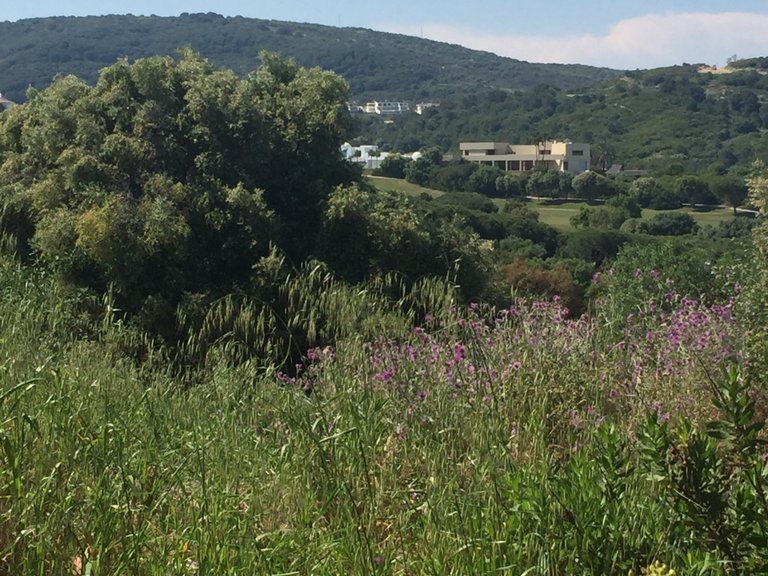 Plot for Sale in Sotogrande Cadiz 4