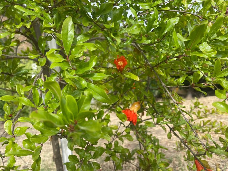 Plot for Sale in Los Reales - Sierra Estepona, Estepona, Malaga 6