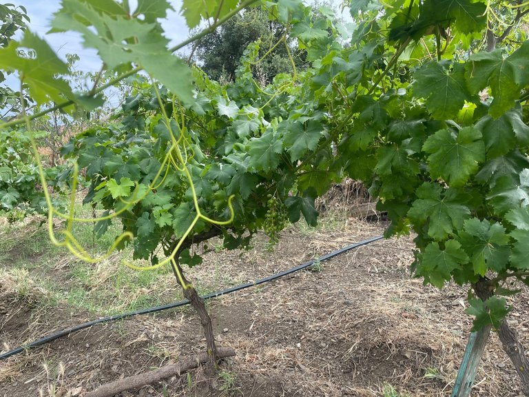 Plot for Sale in Los Reales - Sierra Estepona, Estepona, Malaga 4
